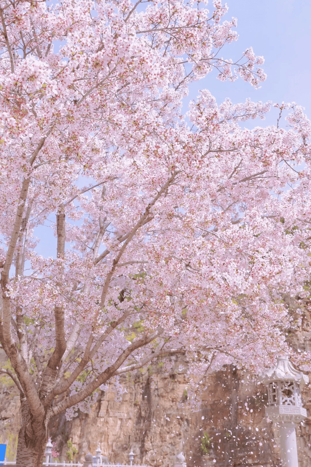 樱花节来了 就在明天