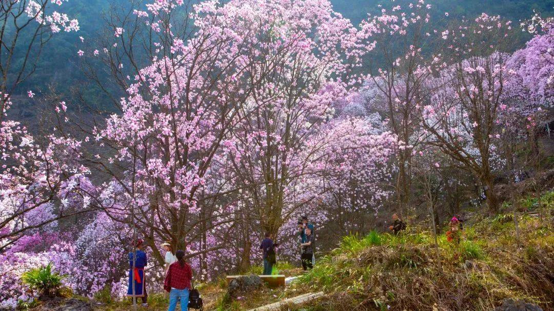 九皇山花溪景售票处>乘坐观光车(赏花入园处>南门>景区内赏花>西门