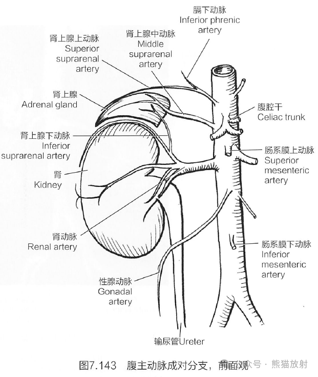 腹主动脉位置图图片