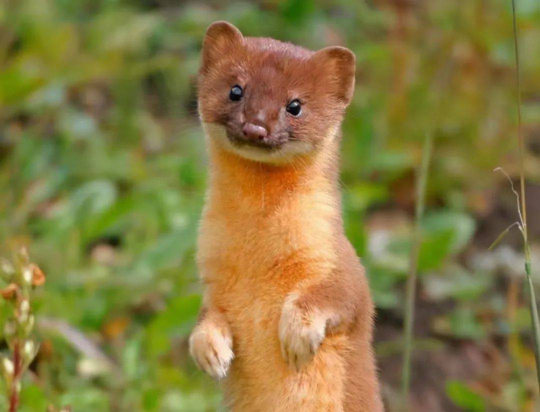 社团科普 | 黄鼠狼二三事