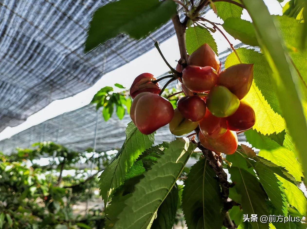 这里的大棚樱桃争春上市