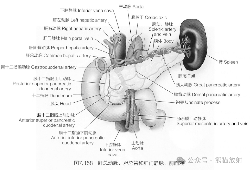 腹主动脉解剖图图片