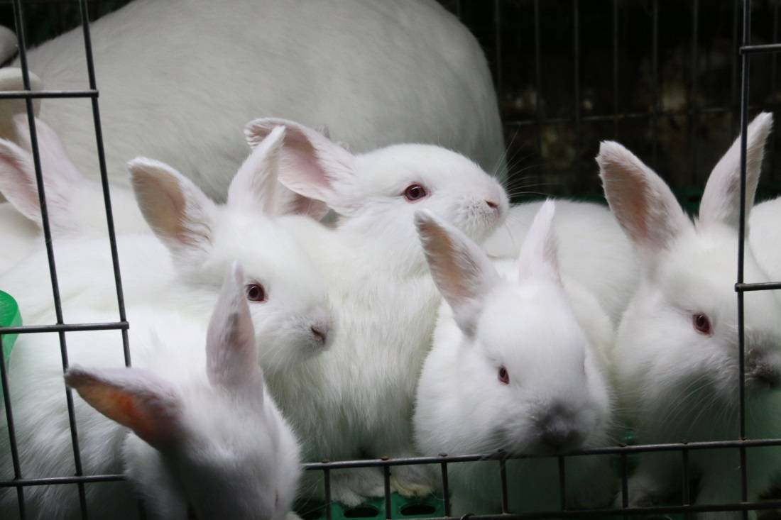 威宁炉山镇:小兔子"蹦"出大文章