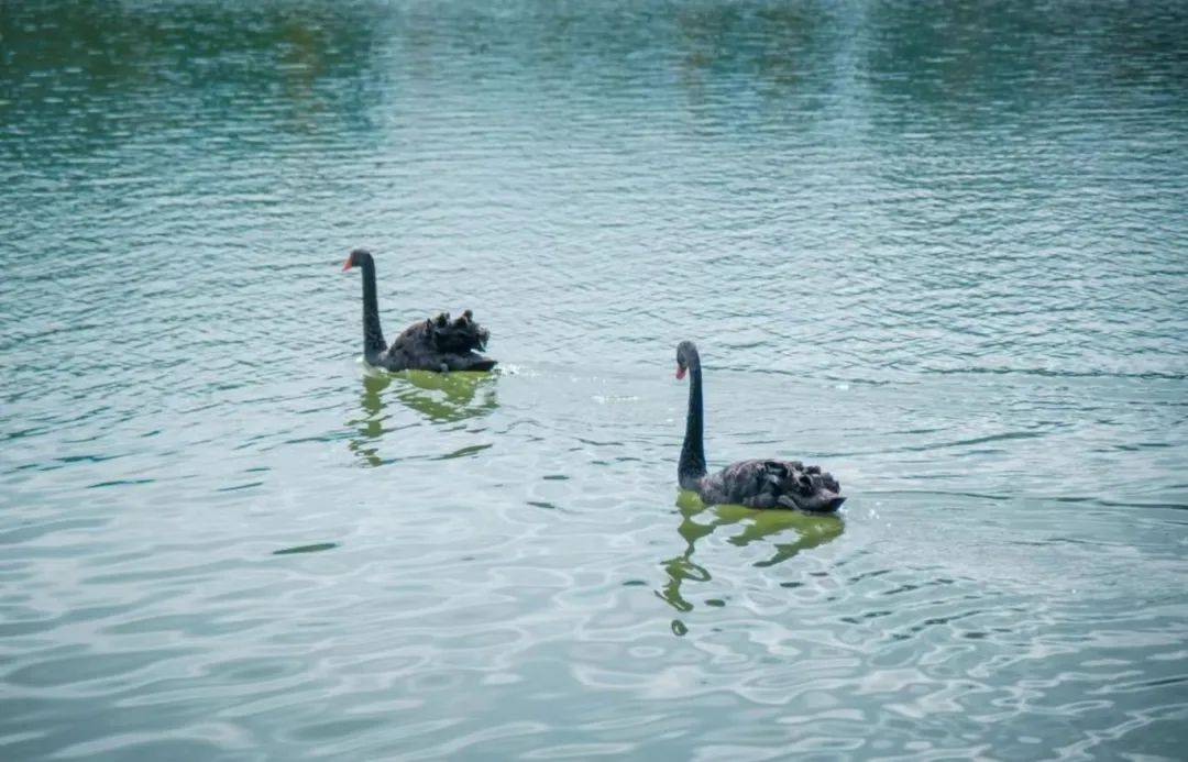 春日踏青新乐趣厦门上演万鸟齐飞大片附观鸟地图