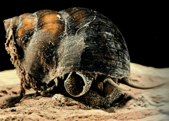 关于螺的消费提示_食用_淡水_水产品