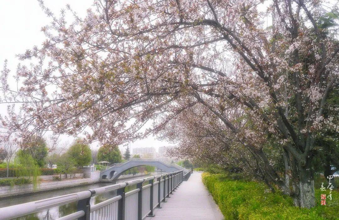 春游江淮砀山等您来,春日美景,上新!_梨花_县委宣传部