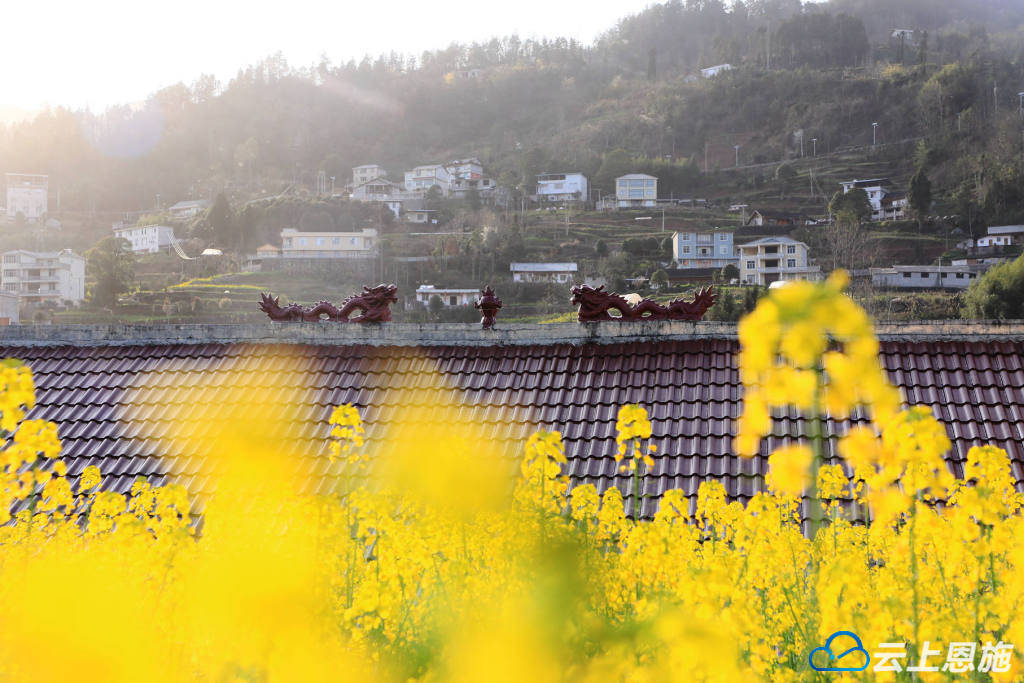 寻美鹤峰龙年油菜花绚烂多姿