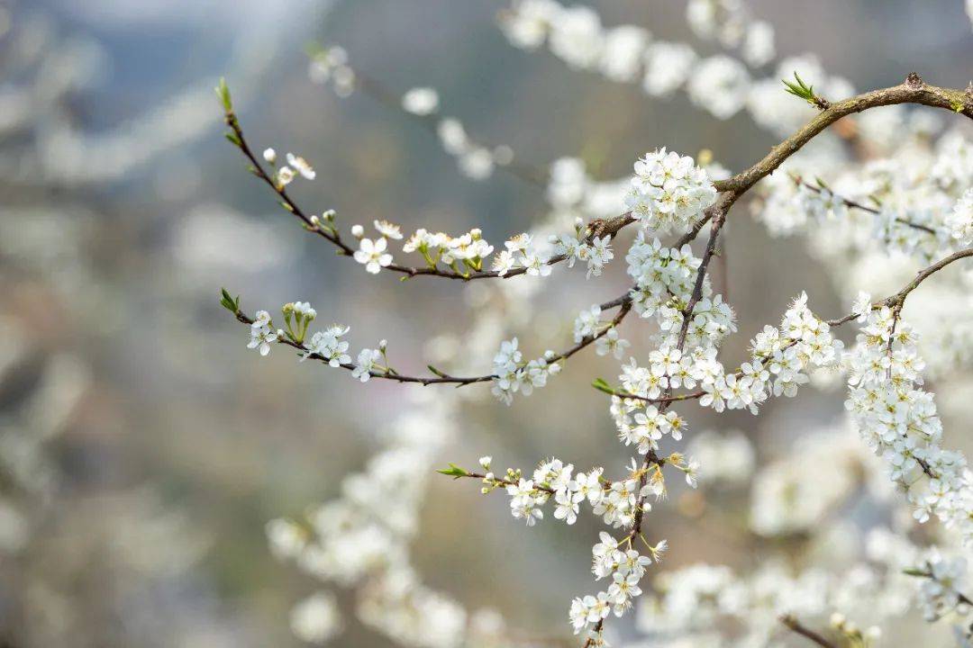 漫山李花迎春开 花香飘满振兴路