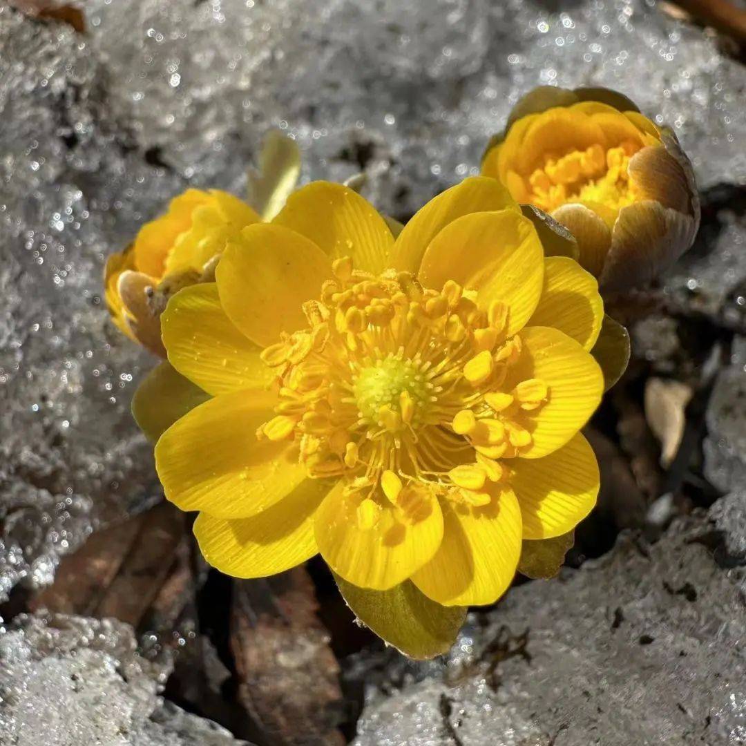 中西部沙尘退场中东部雨夹雪持续