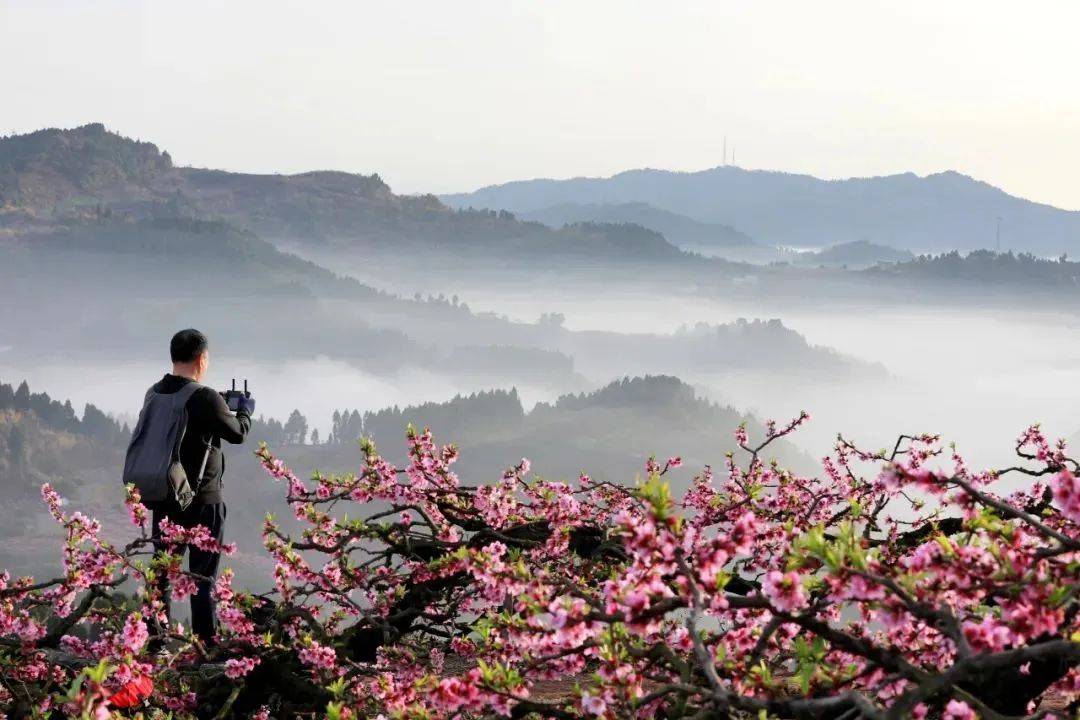 渔洋山桃花图片