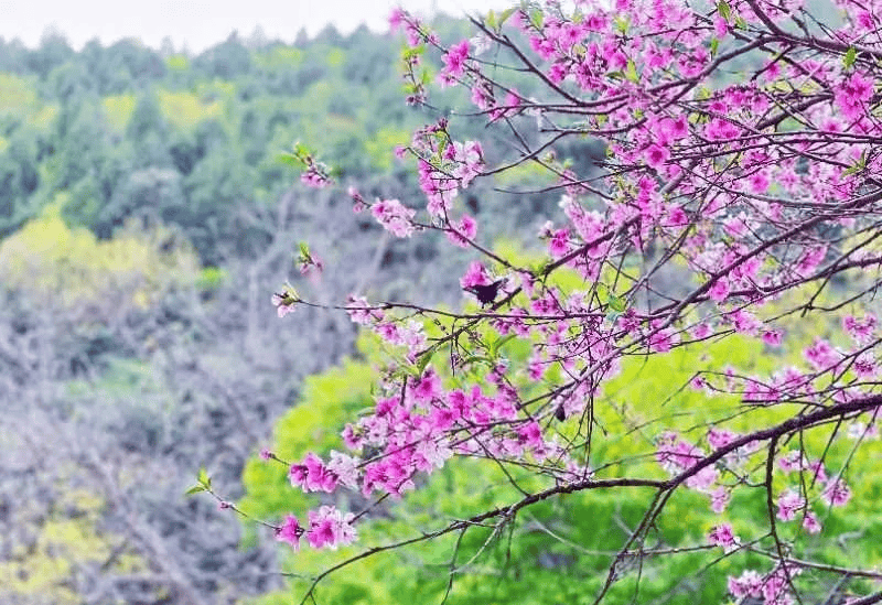 春风十里天津等你草长莺飞走到蓟州踏青去