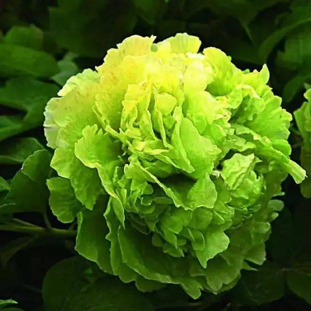 胡红△火炼金丹△娇红△霓虹幻彩△肉芙蓉△珊瑚台△十八号△银红巧对