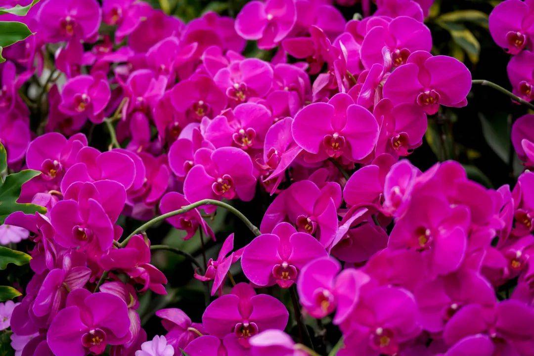 签约金额达1亿2024年中国佛山蝴蝶兰新品种展览交易会启动