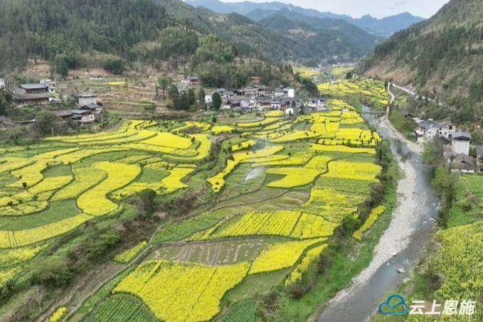 宣恩沙道沟:油菜花开风光美 不负春天来踏青