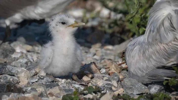 11人入選浙江“守鳥人”！日薪300元，真的詩意嗎