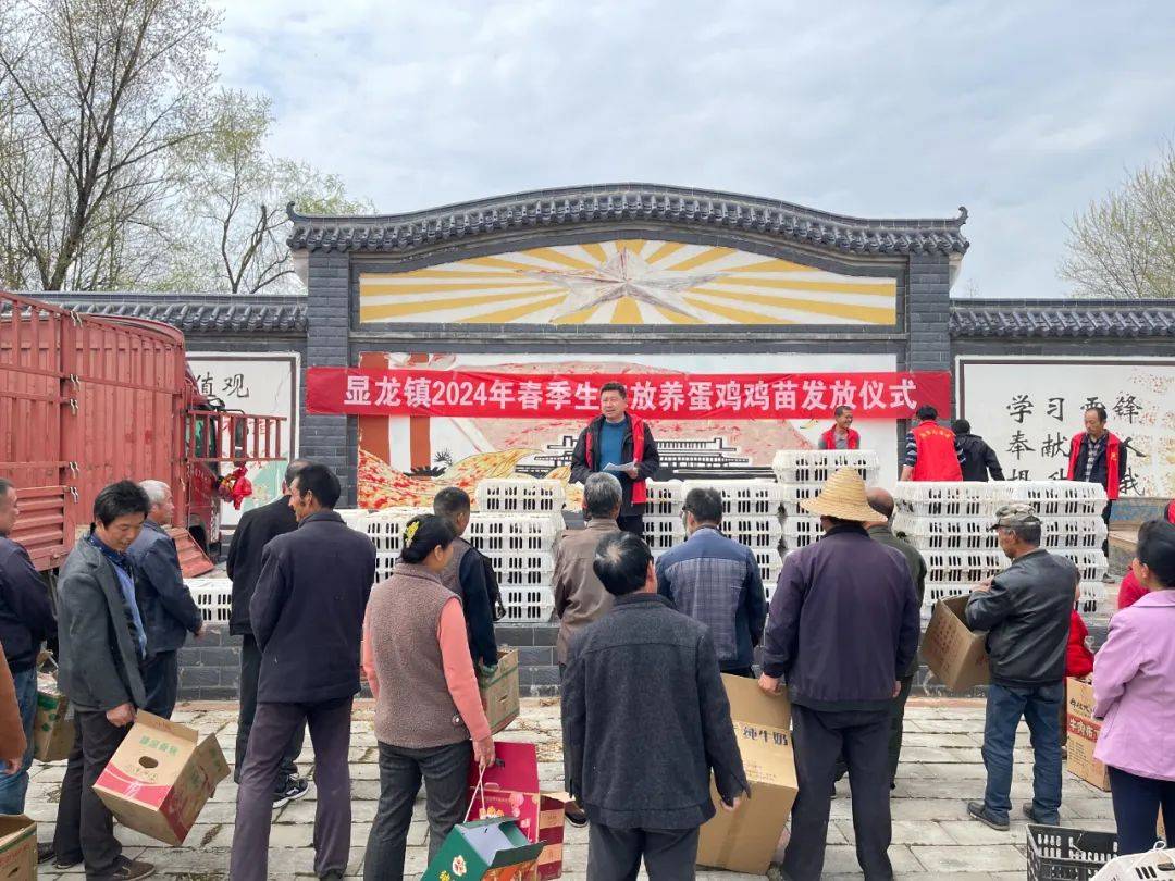 显龙镇发放鸡苗促振兴助农增收暖民心