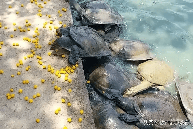 印度500万只恒河鳖泛滥成灾,遍布恒河水域,为何当地却无人敢吃