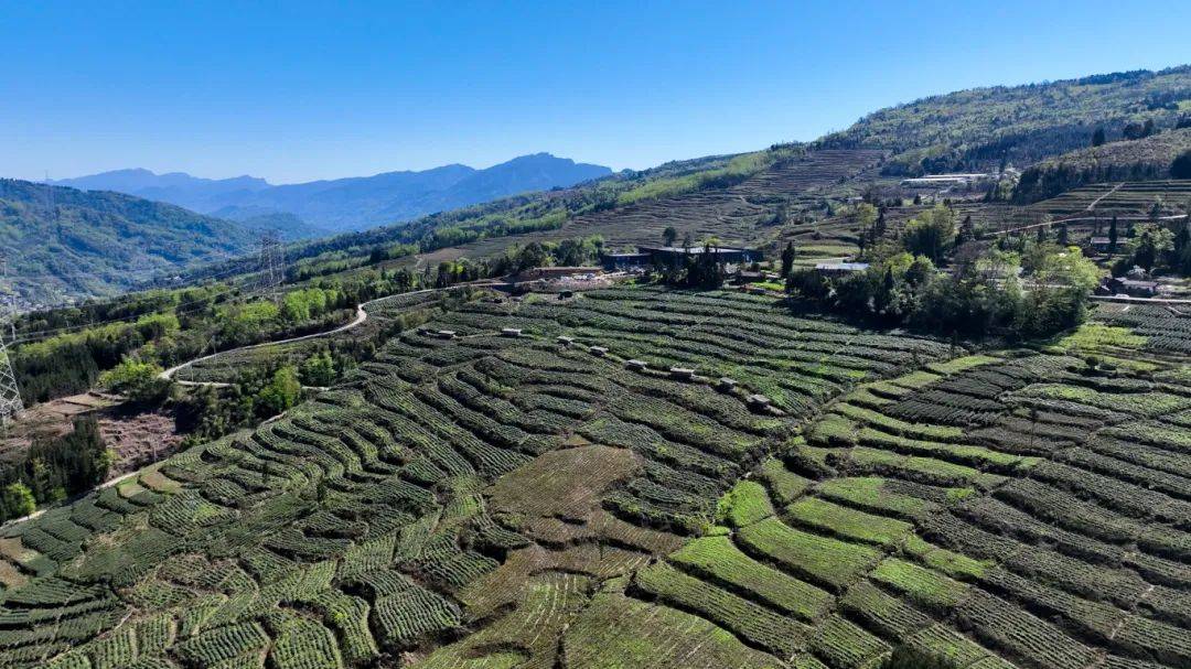 天全县第二届二郎山高山白茶采摘节开幕