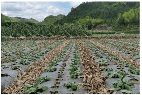 玉米采收后,秋花椰菜种植①肥水管理定植后5～7天及时施入起苗肥,发棵