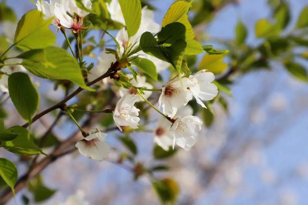 宿迁樱花:我~想~开~了~64646464_城市_part_泗阳县