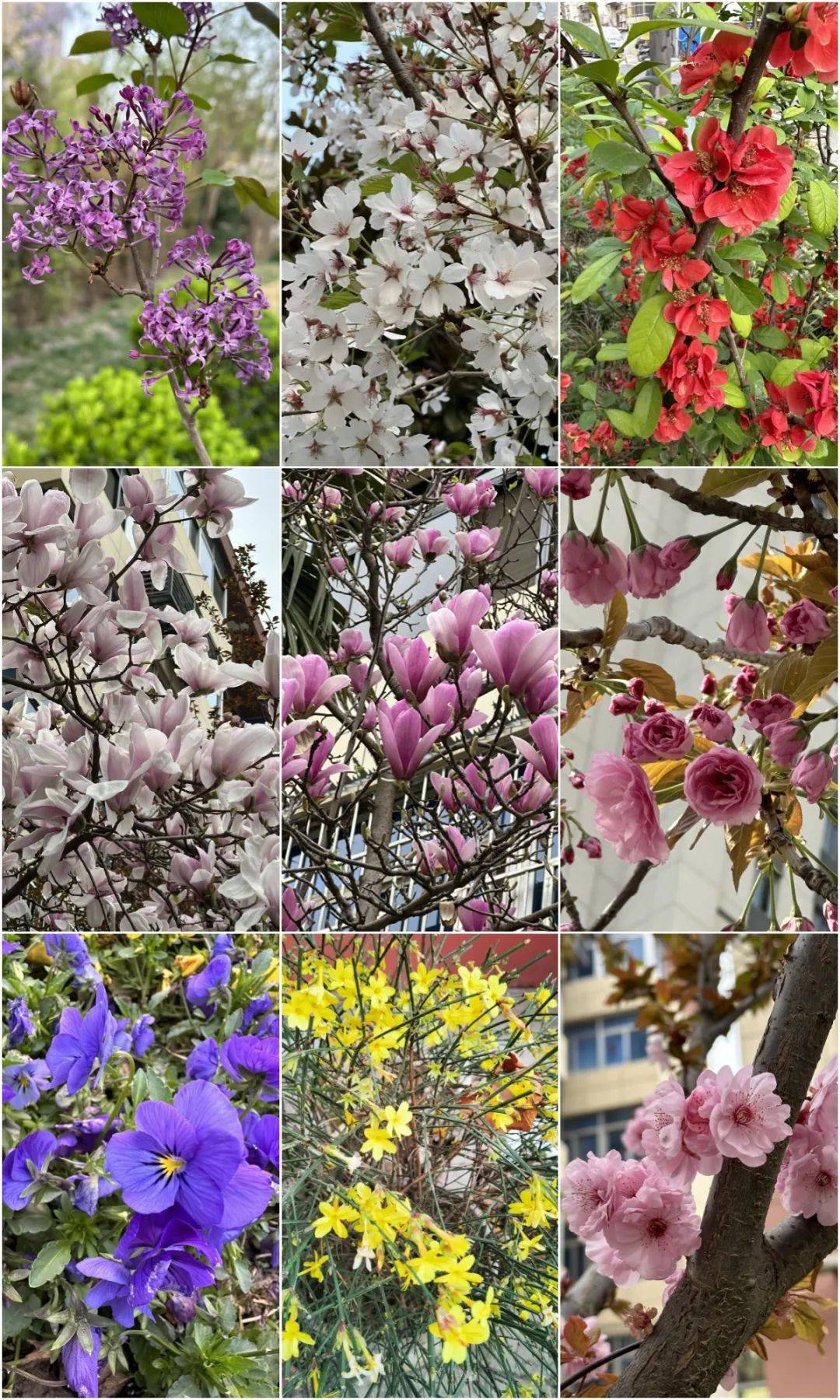 西北各地使出洪荒之力招揽游客春日旅游如火如荼西北文旅周刊总第368