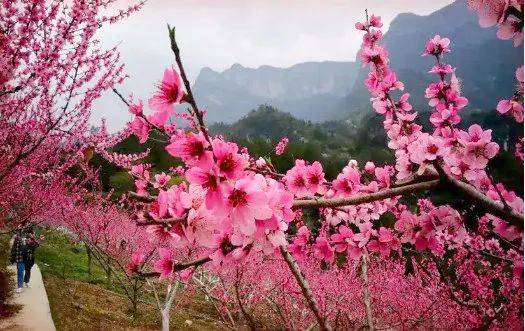 只因心醉芳菲地.愿共桃花冻一轮.(二)桃红似火添游兴,莫负春光去踏春.