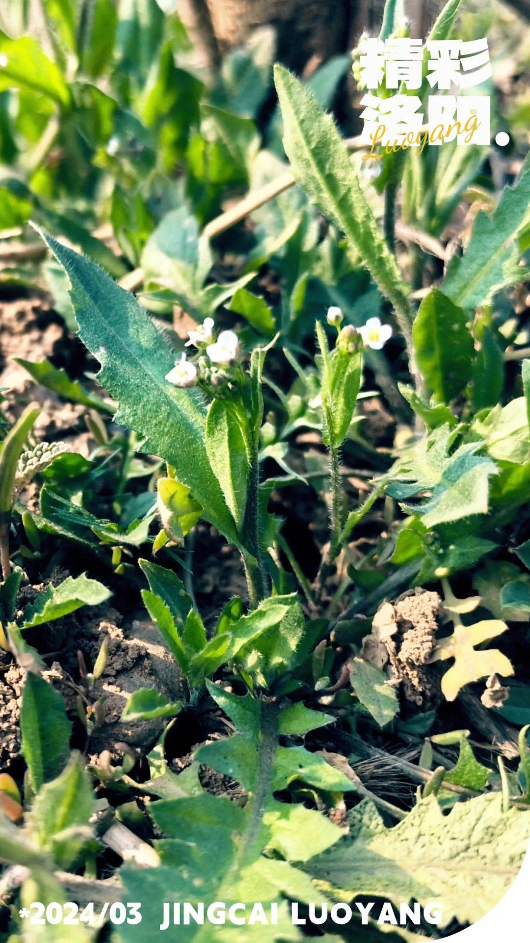 春天有一怪不爱荤菜爱野菜眼下正是各种野菜盛产的季节荠菜,白蒿等"