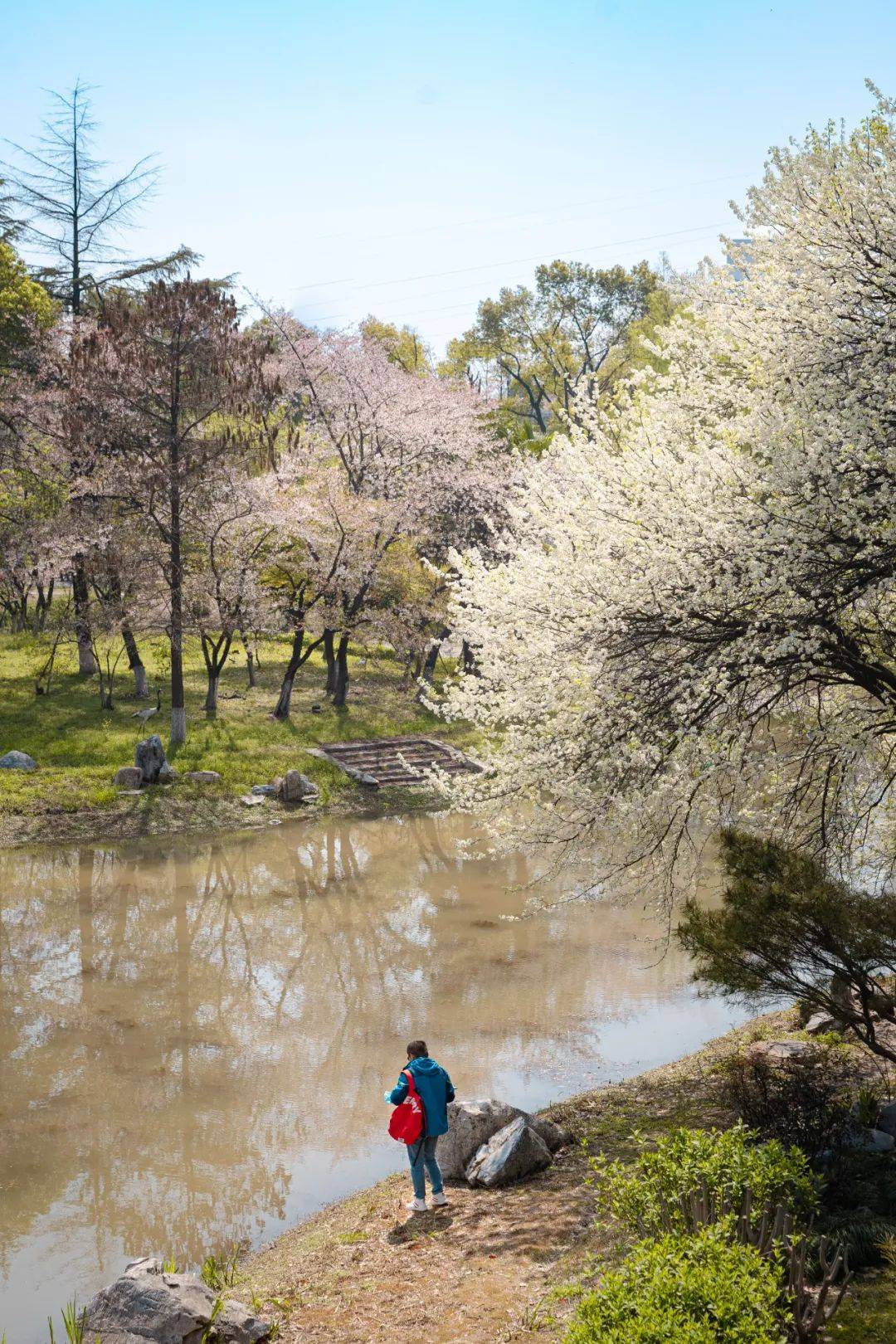 郑重宣布堤角公园是我心中汉口踏春no1