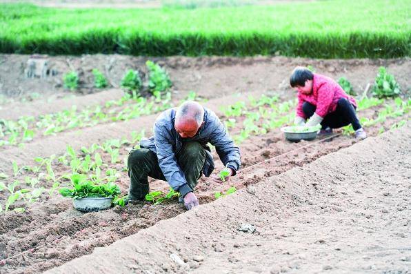 纸坊镇菜农田间农活儿忙
