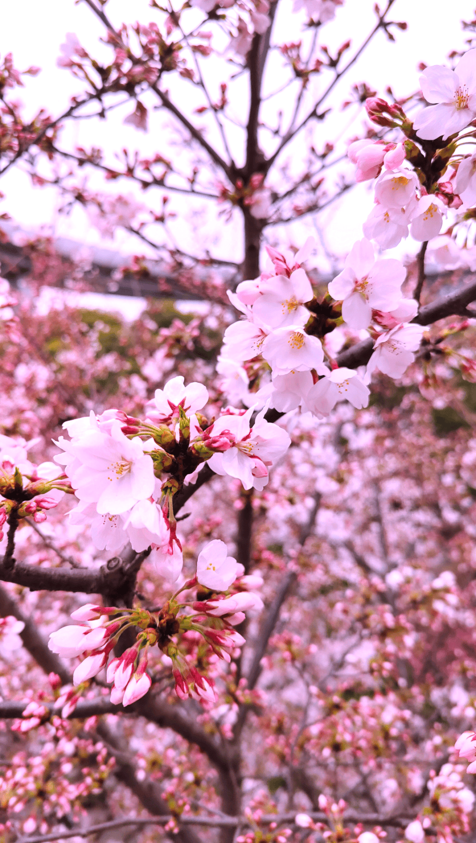 静安的各大公园和街头巷尾都开启了百花齐放模式,每次出门跑步都有种"