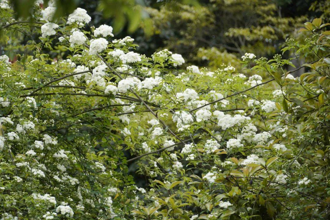 限定款花花上新遂宁七里香打卡宝地在这里