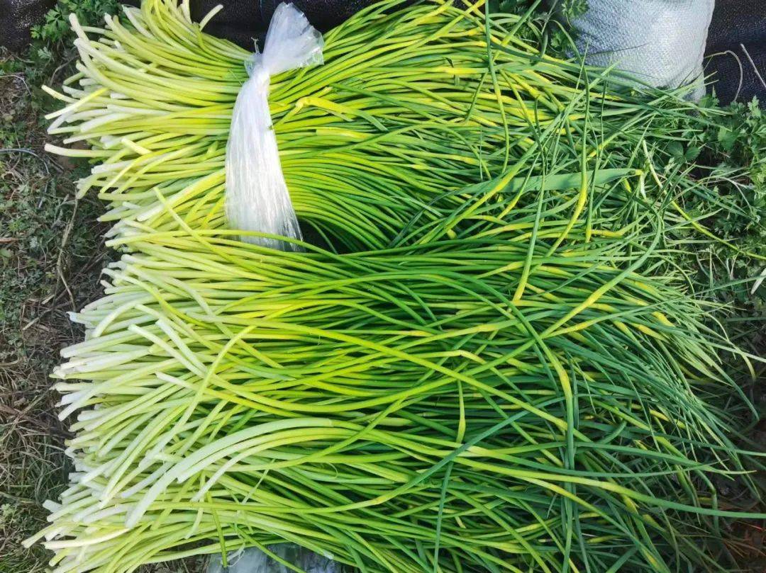 大南峪镇小蒜苔拨动致富金蒜盘