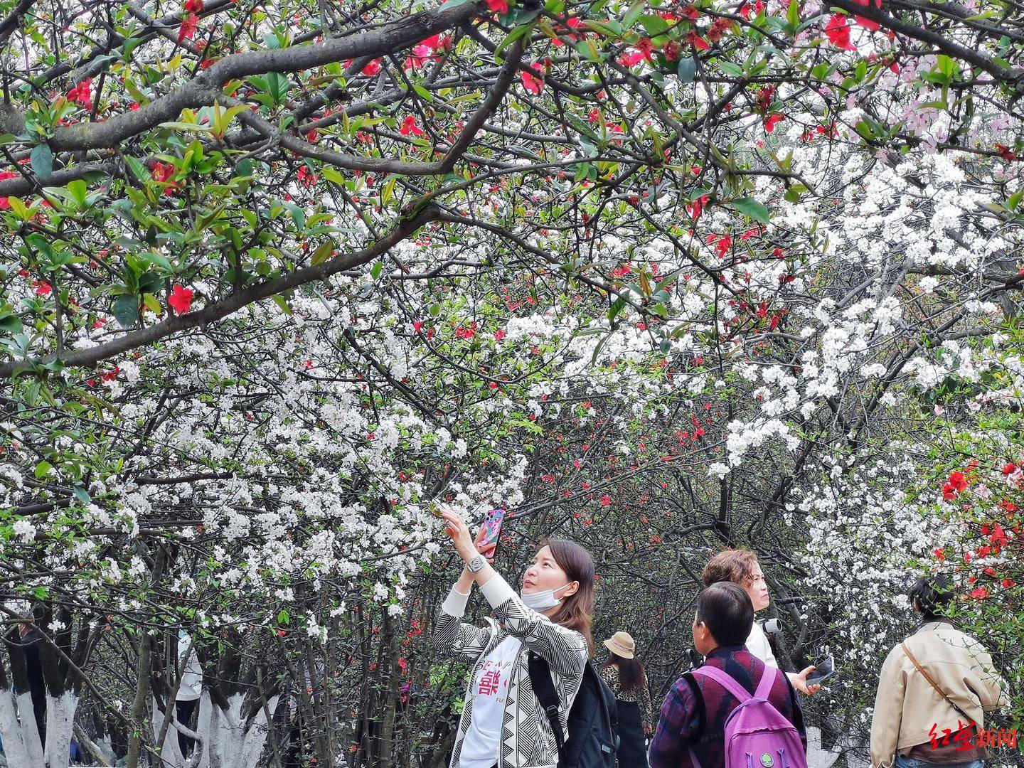 成都春季赏花图片