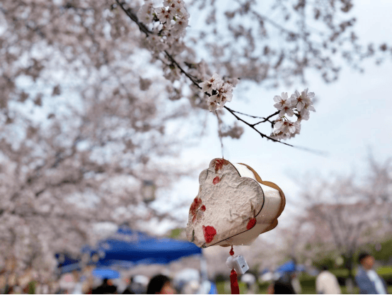 中国药科大学樱花图片