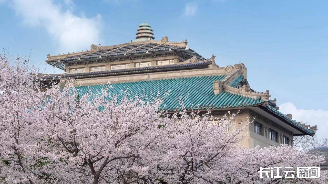 武大樱花已大量凋谢赏樱预约通道今日起关闭