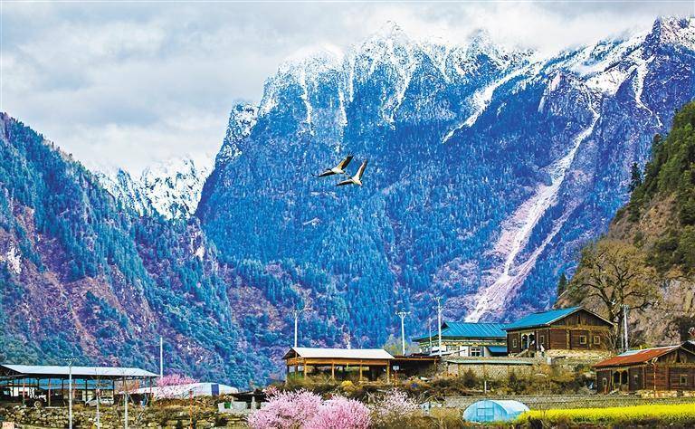 日喀则市拉孜县扎西宗乡沙棘林中的黑颈鹤一家.