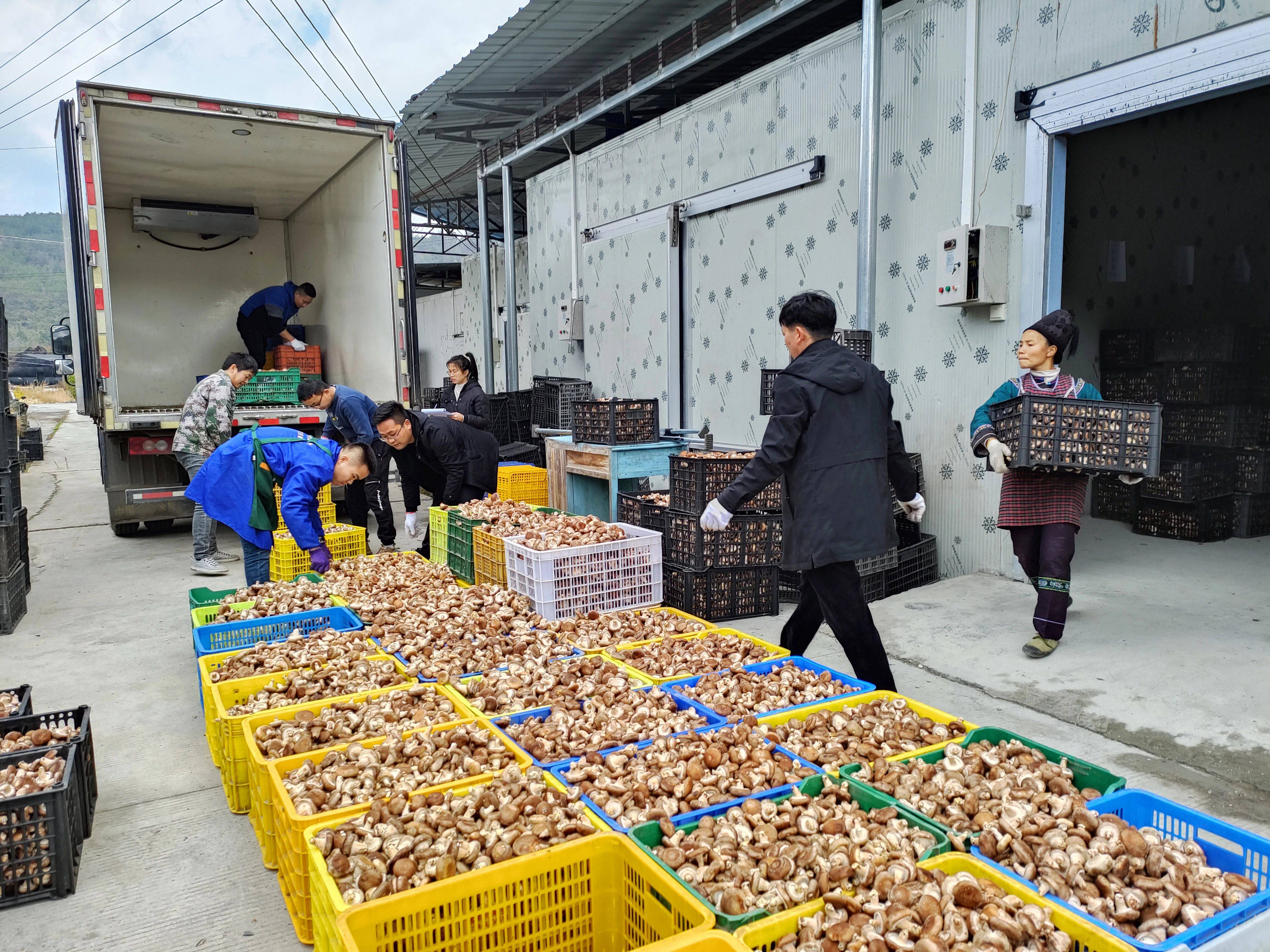 荔波佳荣香菇丰收群众欣喜