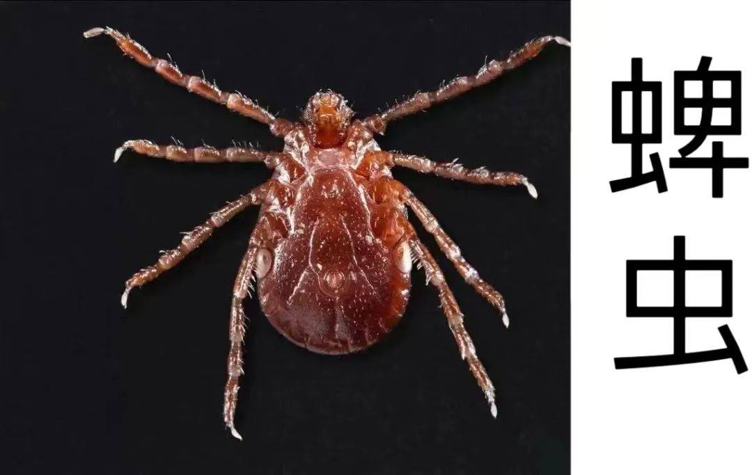 发热伴血小板减少综合征病毒引起的急性传染病,主要通过蜱虫叮咬传播