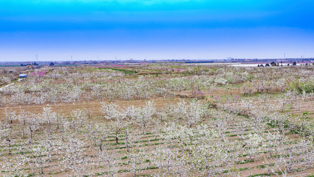 周边景点:烽火村,唐昭陵线路特色:农耕体验,乡村美食烟霞镇山底村杏花