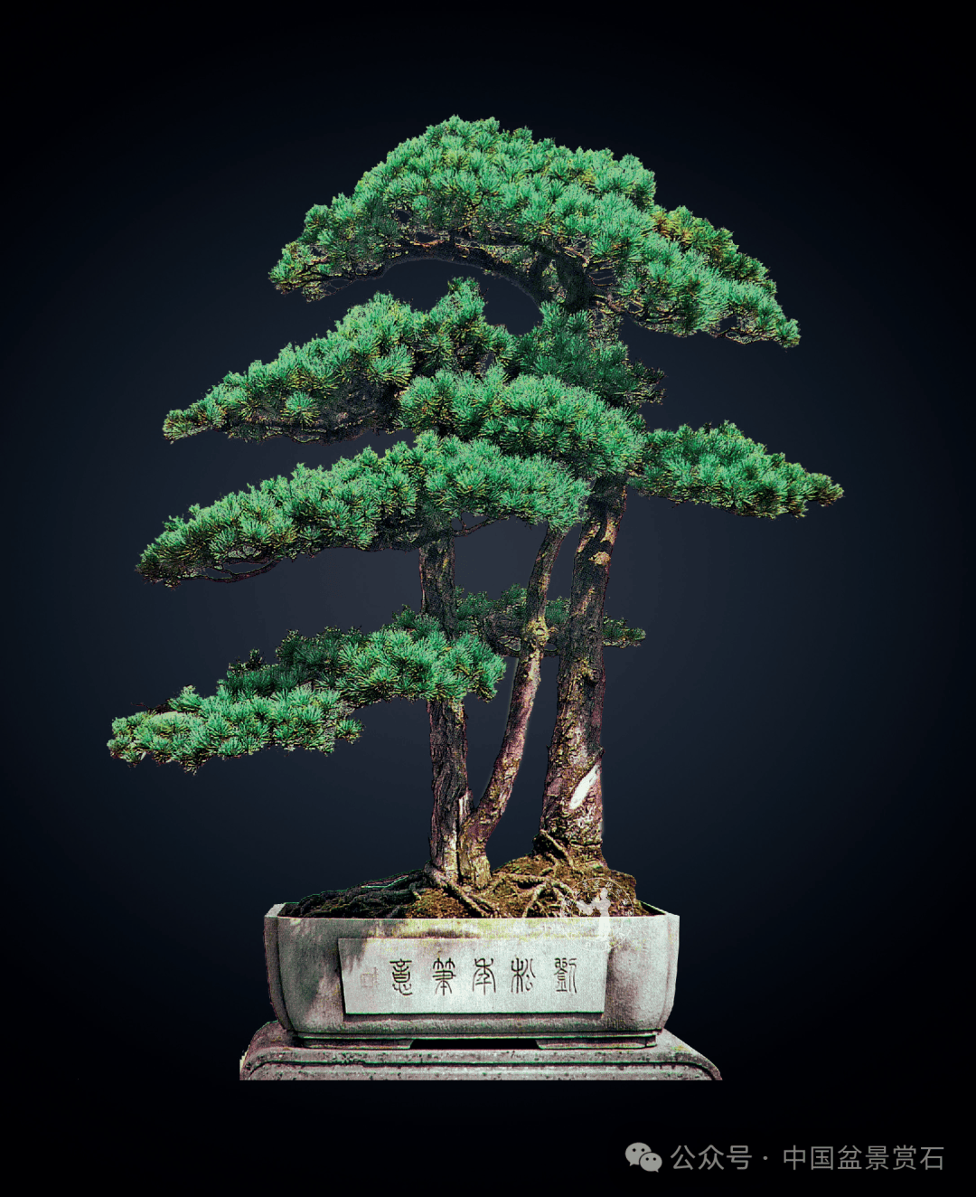 向经典致敬重温中国松树盆景传世之作刘松年笔意