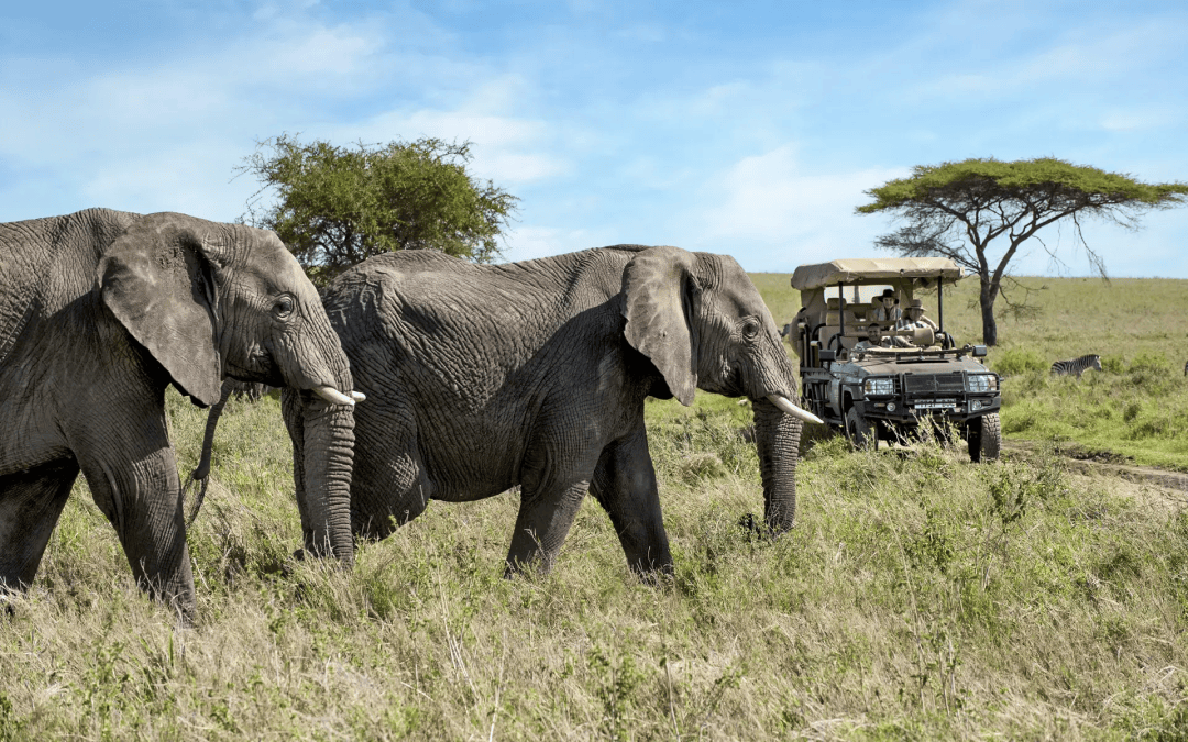 品味非洲野性秘境 | 投入动物大迁徙的季节!_世界_摄影_帐篷
