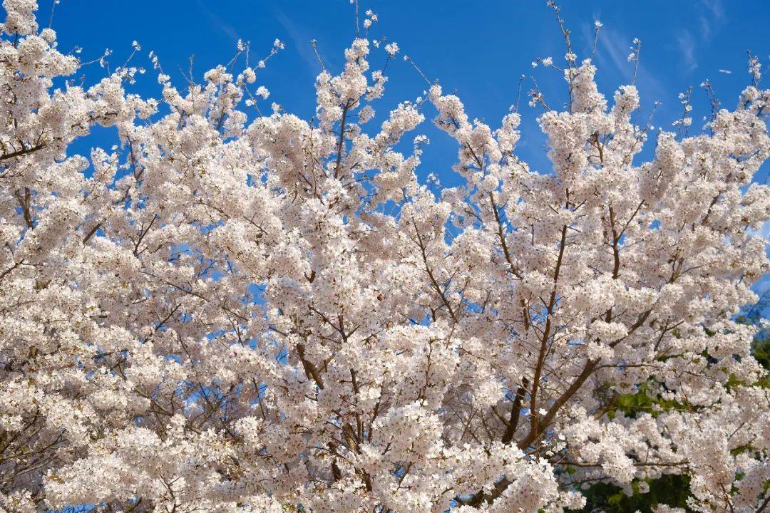 拥有姓名中国海洋大学的樱花大道除了中山公园最好看青岛哪里的樱花