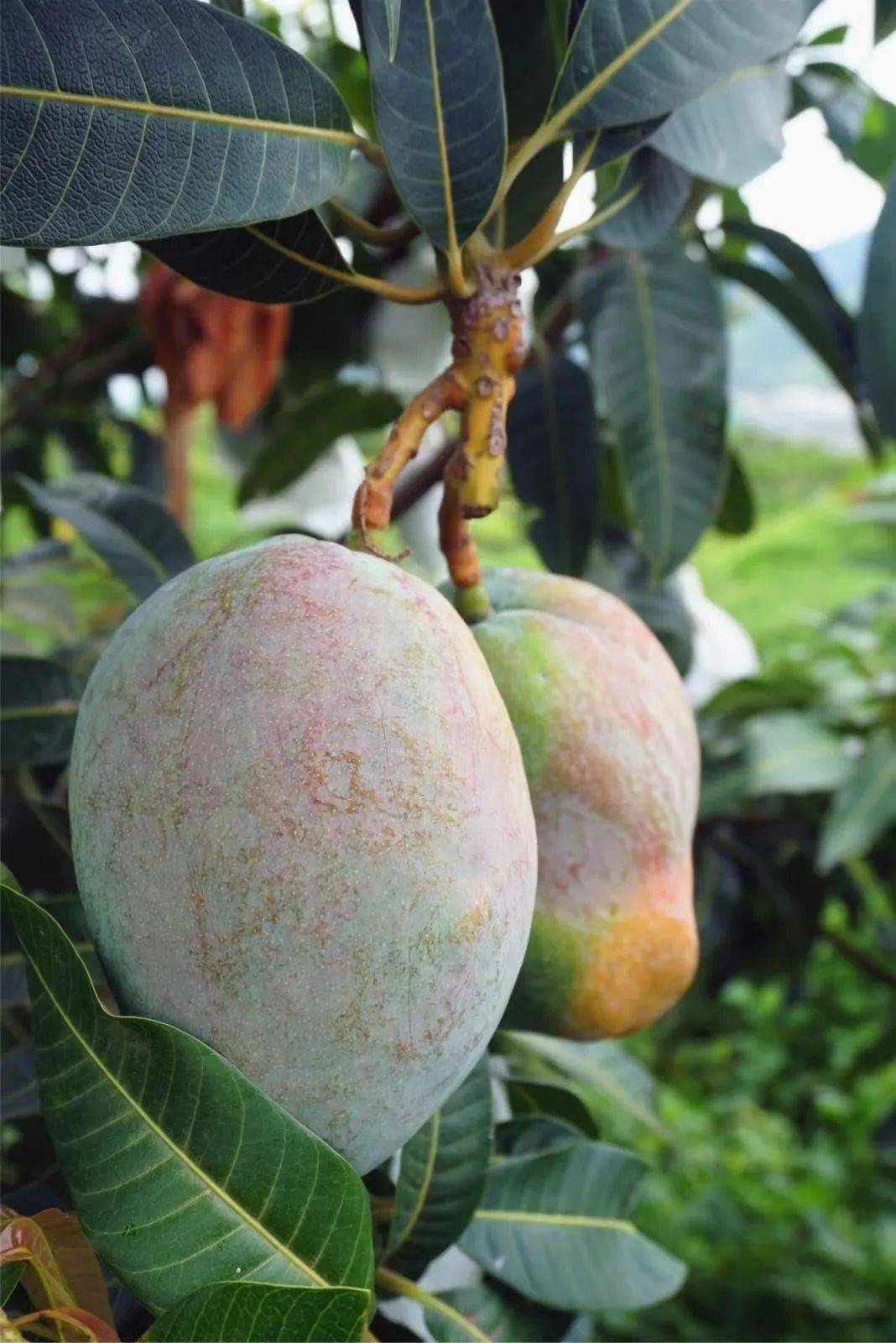 跟着赛事去研学②丨农耕研学游,来仁和开启别样春天_芒果_红旗村_农业