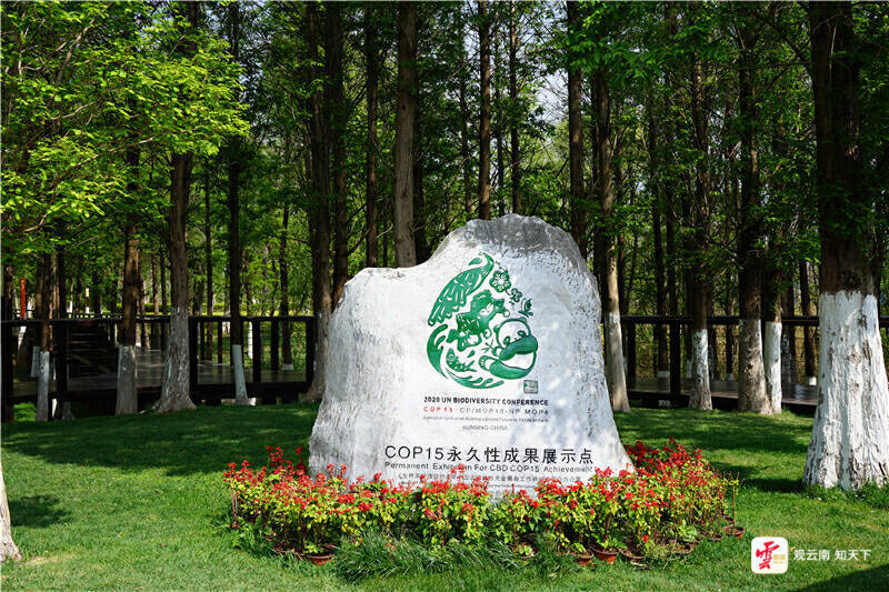 万千气象看云南丨在宝丰半岛湿地看见滇池之美