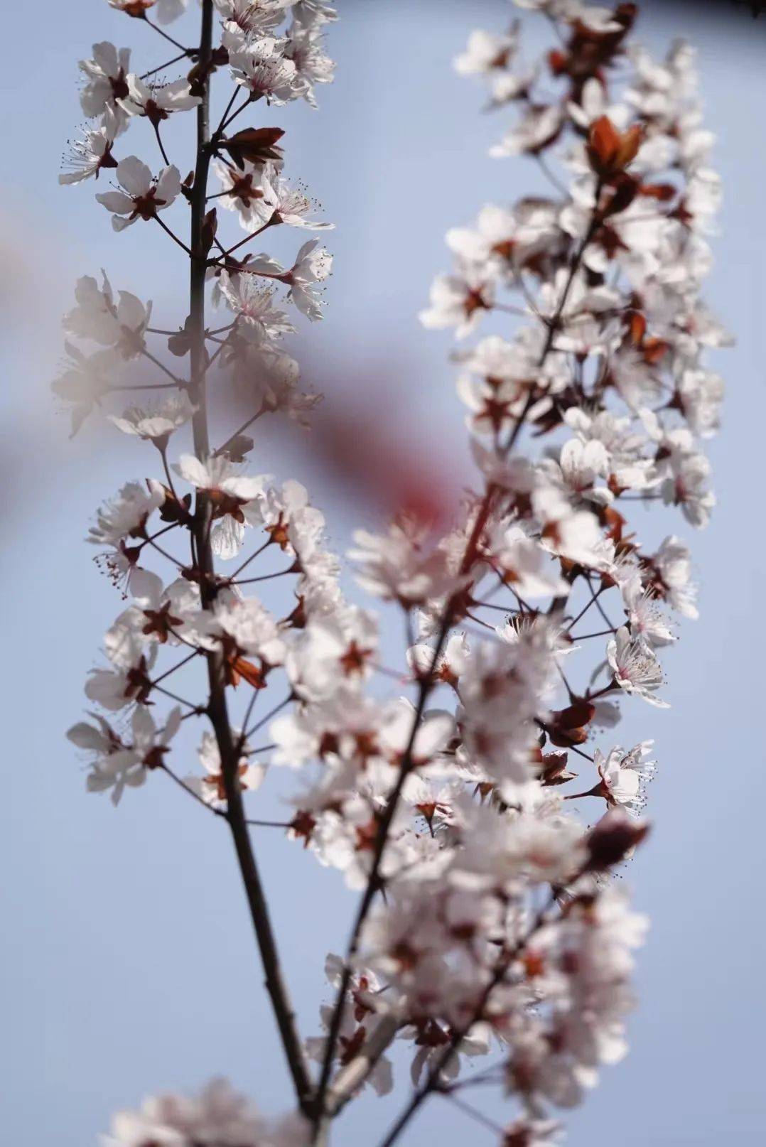 红叶李花和樱花的区别图片