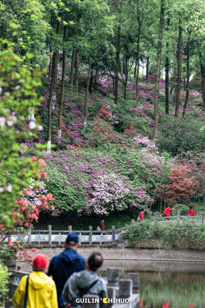 70亩6500株杜鹃花同时盛开就在桂林市郊太壮观了