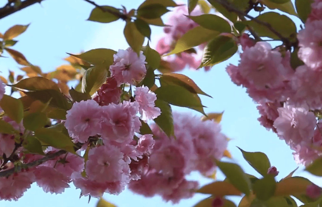 蔷薇,樱花开满园,这个周末去这里→_粉色_开州_漫山遍野