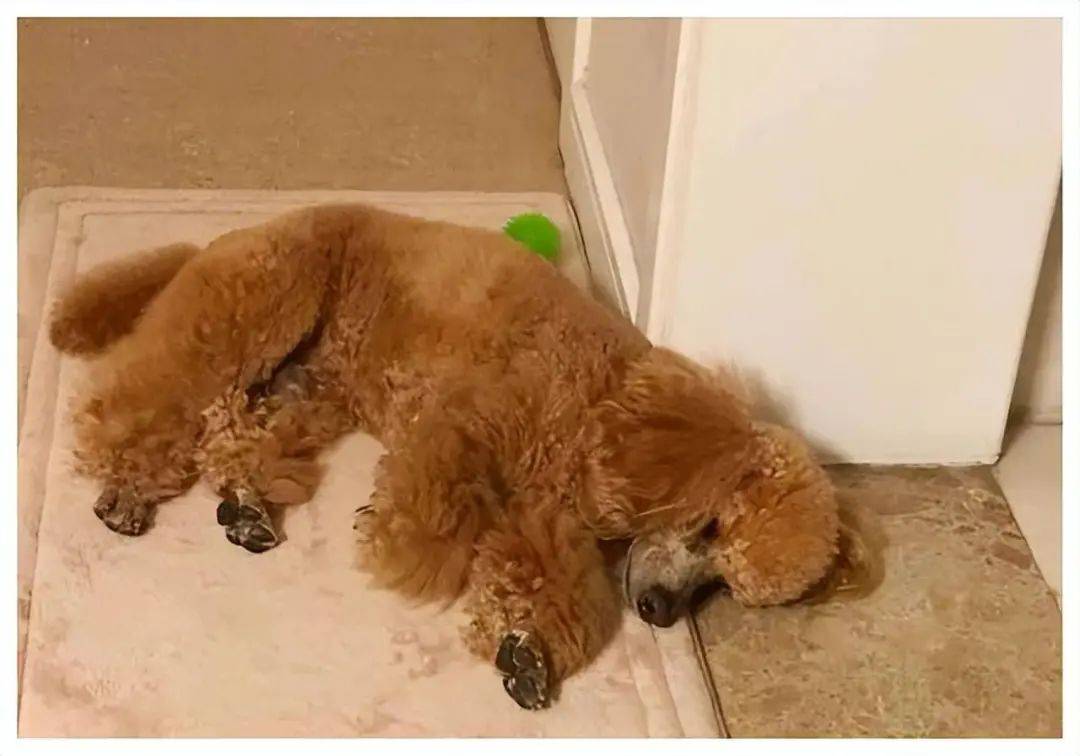 突然暴躁咬人泰迪身上有疼痛难耐的地方,会影响它的情绪,它可能会突然