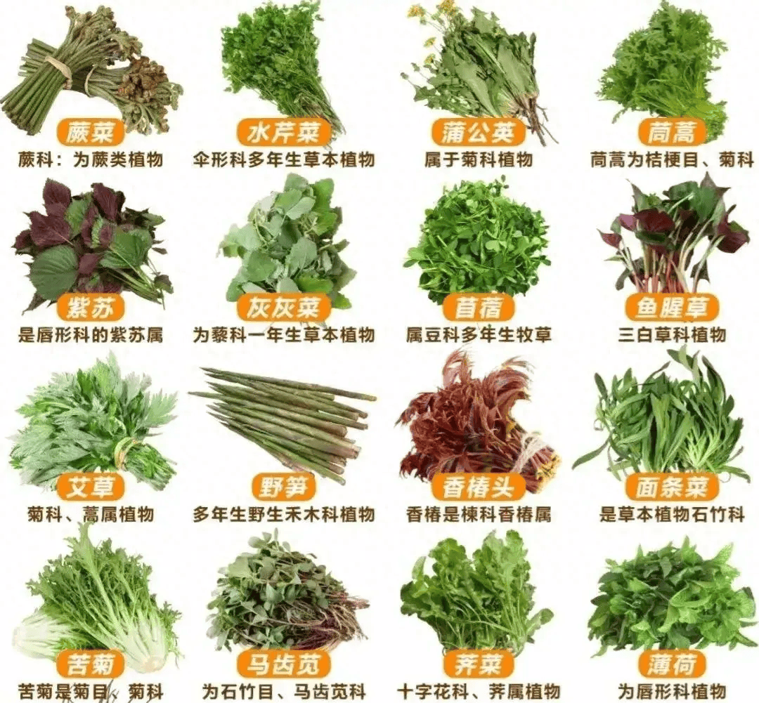 野菜图片和名字可食用图片