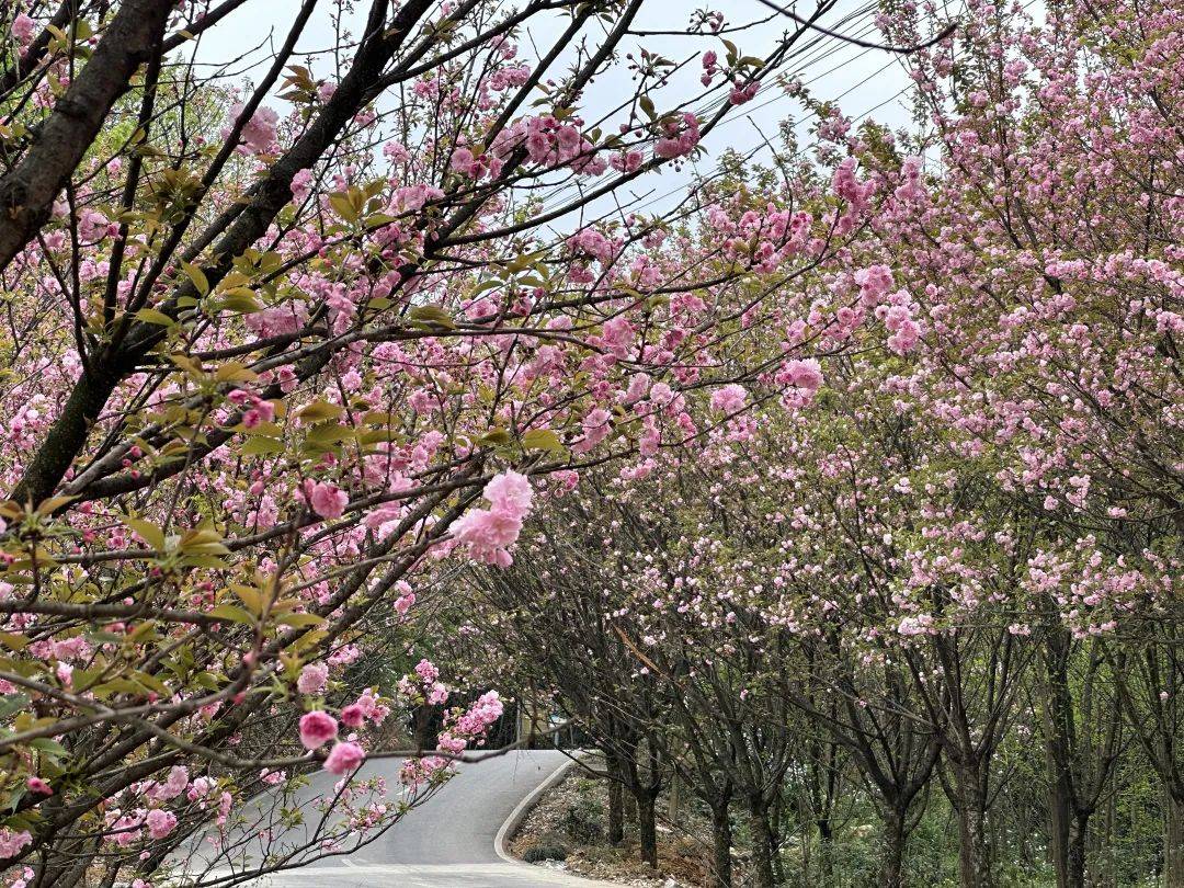 沙湾樱花基地图片